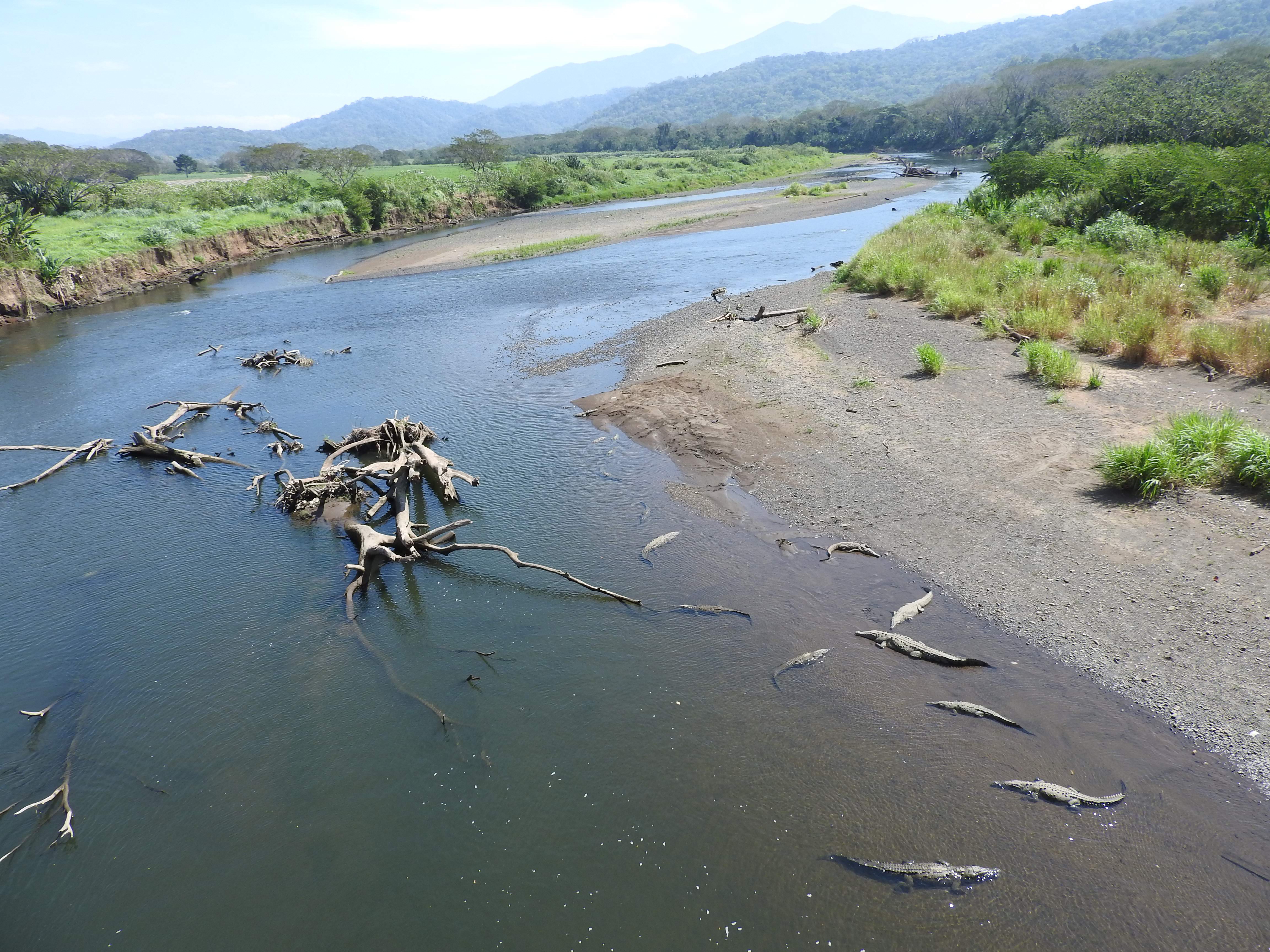 Crocodile Bridge