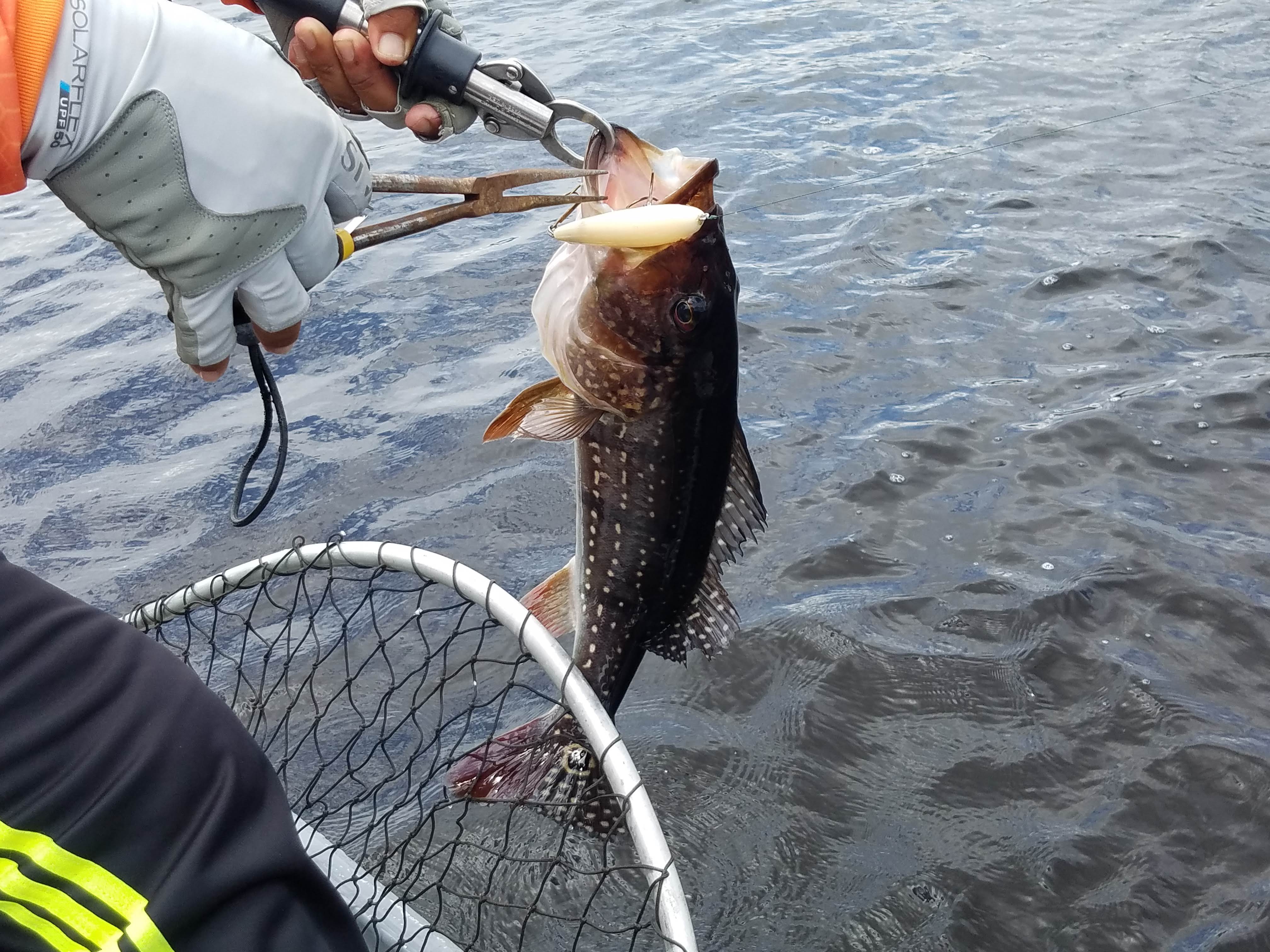 Pacu Peacock Bass