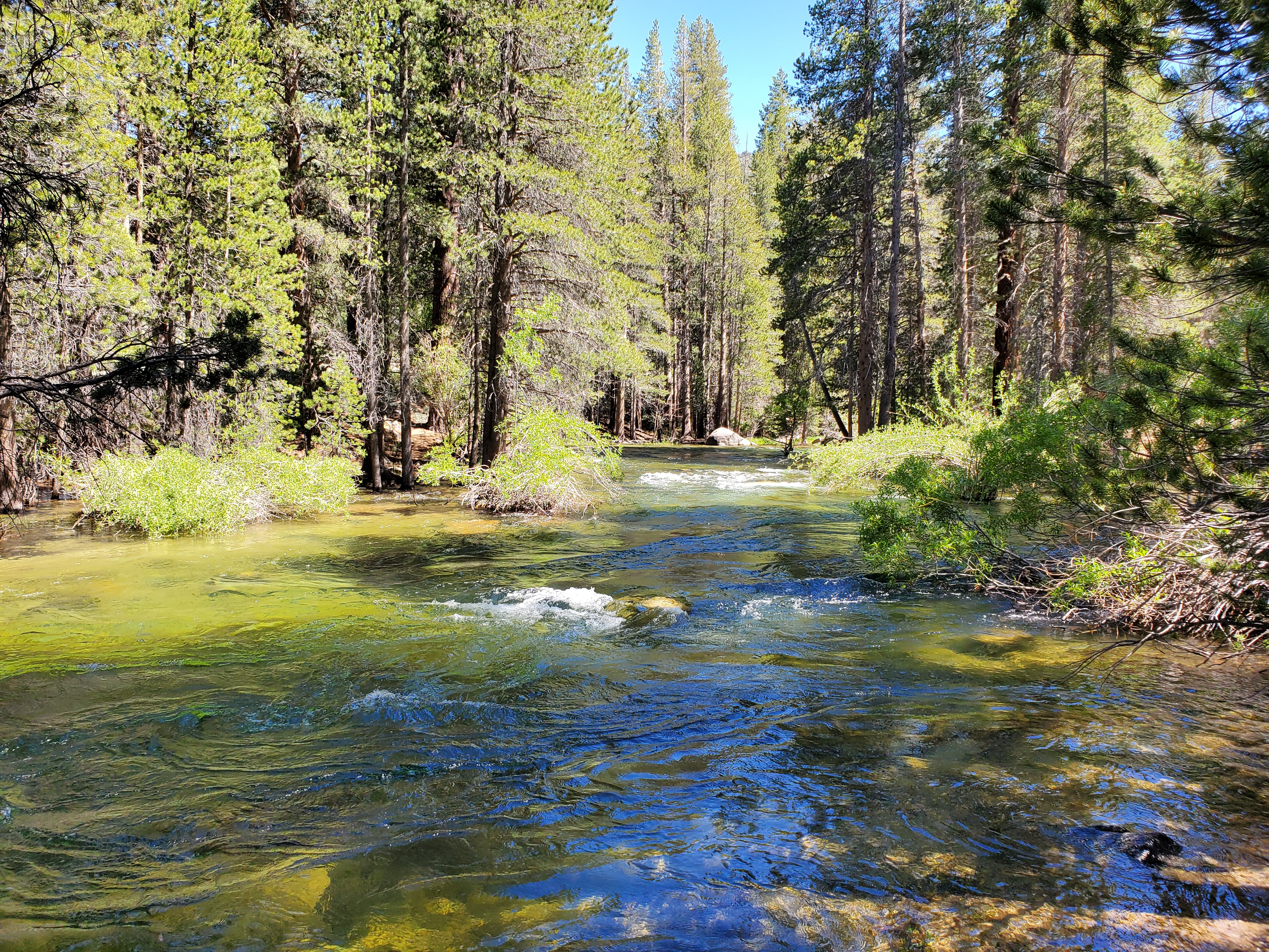 Humboldt-Toiyabe National Forest 