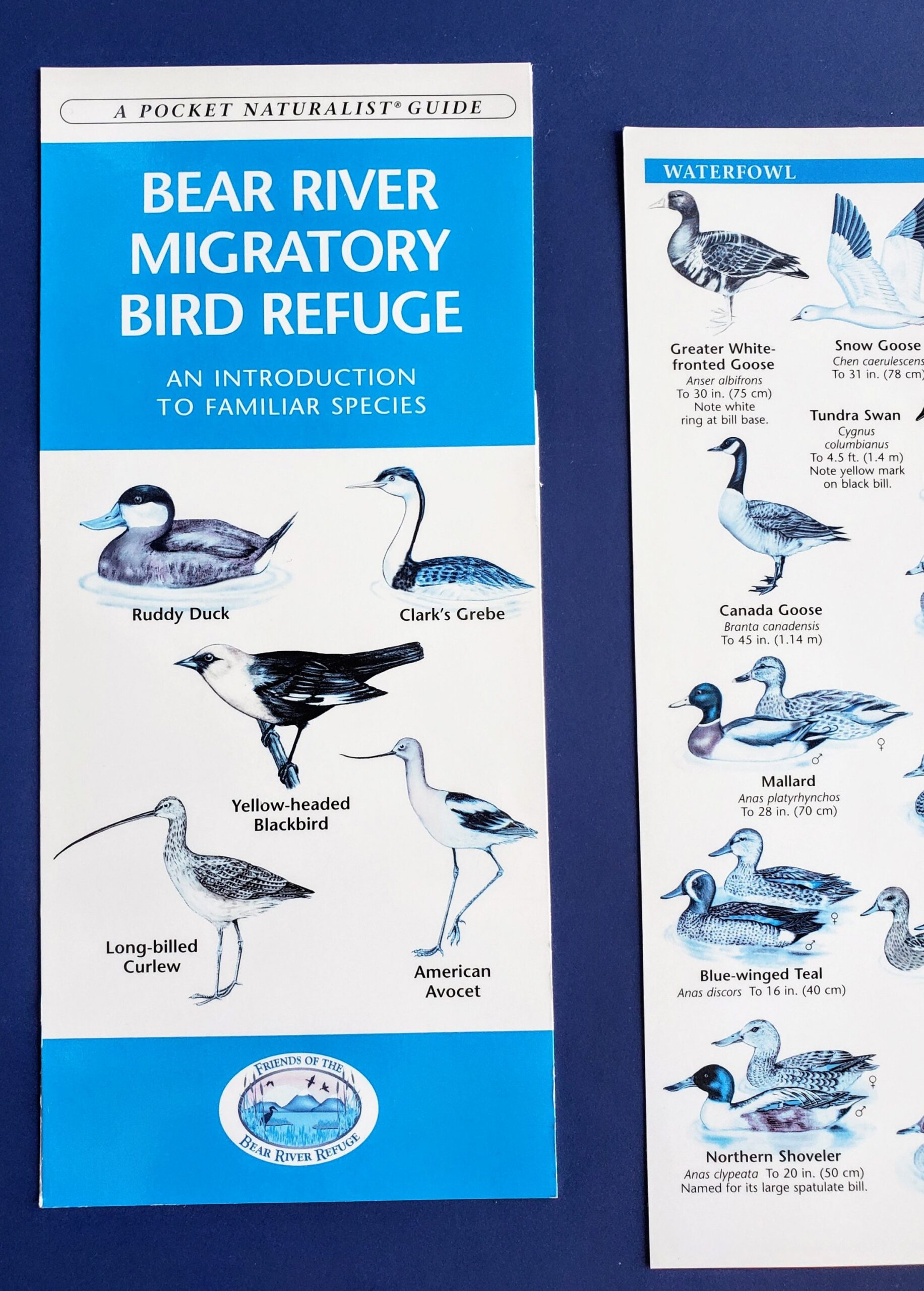 Birding Brochure from Bear River Migratory Bird Refuge