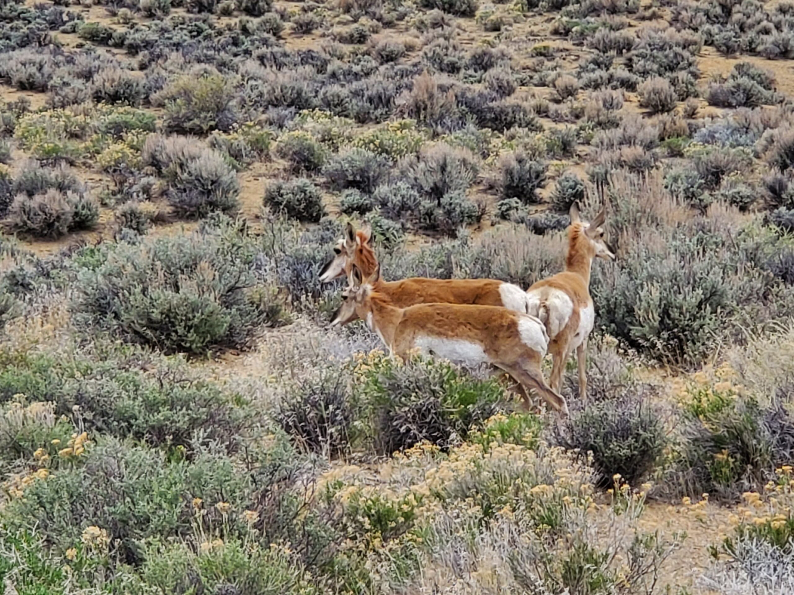 Antelope at Flaming Gorge