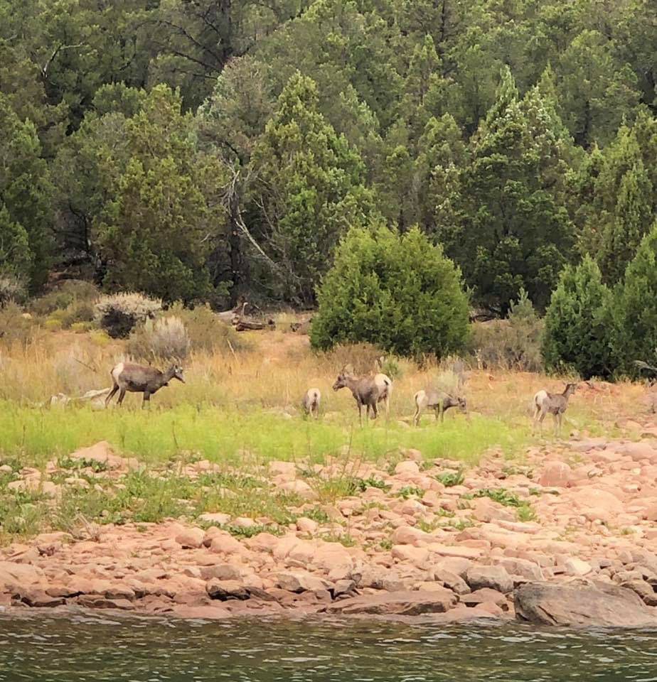 Bighorn Sheep at Flaming Gorge