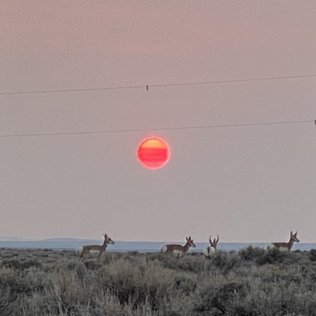 Antelope at Sunset Wyoming