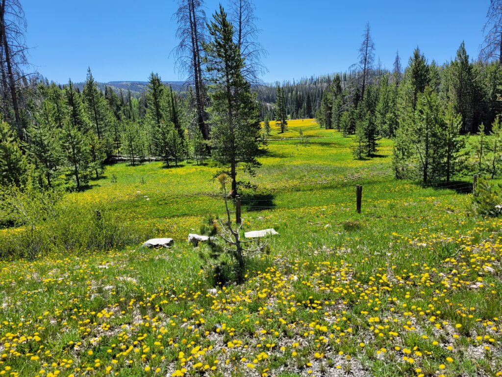 Snowy Range Scenic Byway, WY