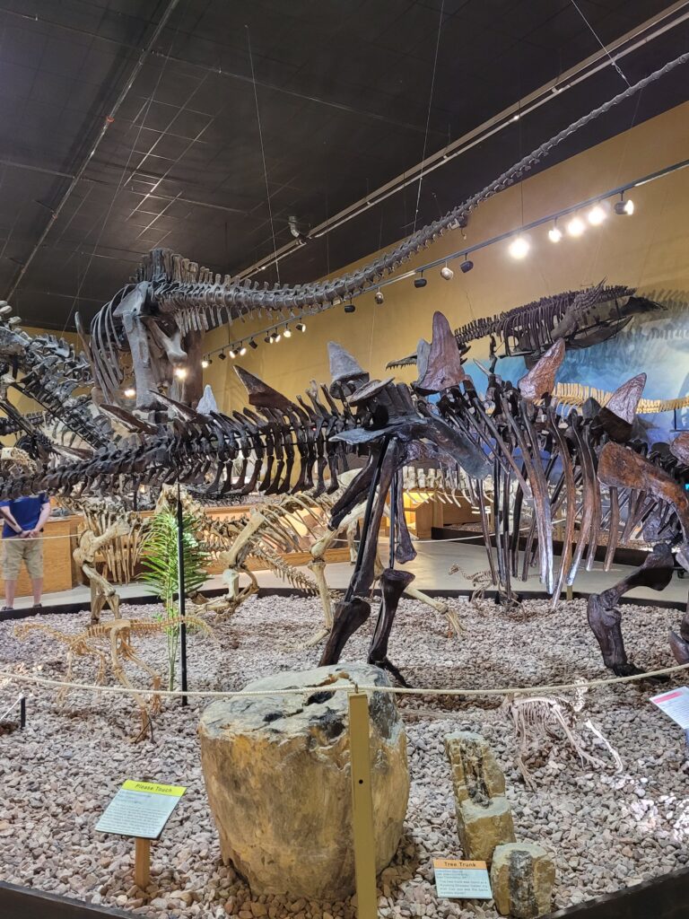 Wyoming Dinosaur Museum, Thermopolis