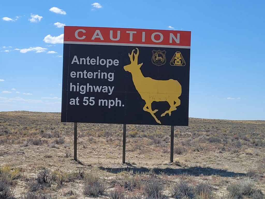 Antelope Warning on Hwy 28 WY