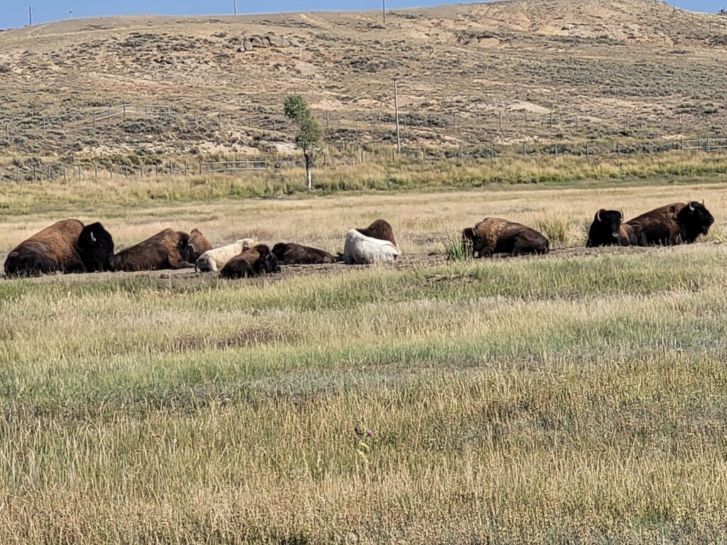 Buffalo at Bear River State Park, WY