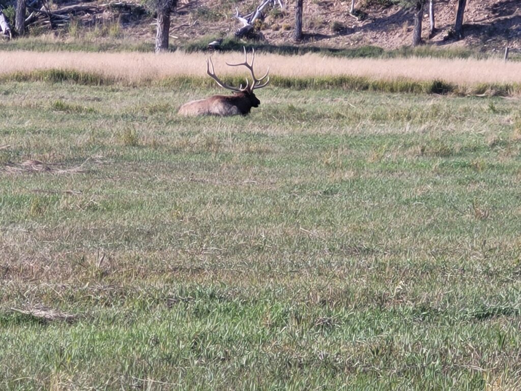 Elk at Bear River State Park WY