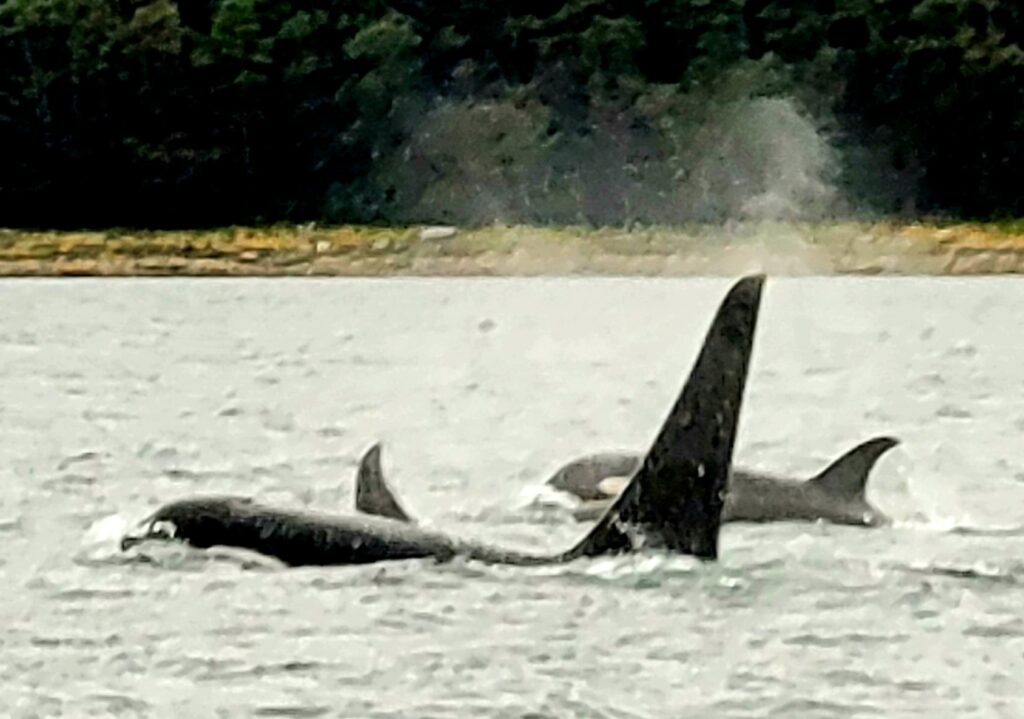 Whale Watching in Juneau