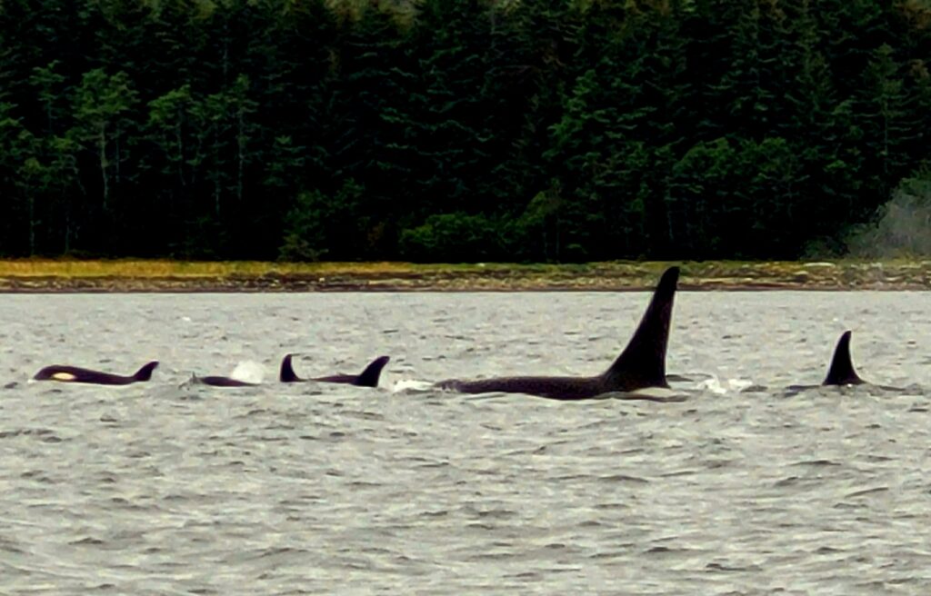 Whale Tour in Juneau