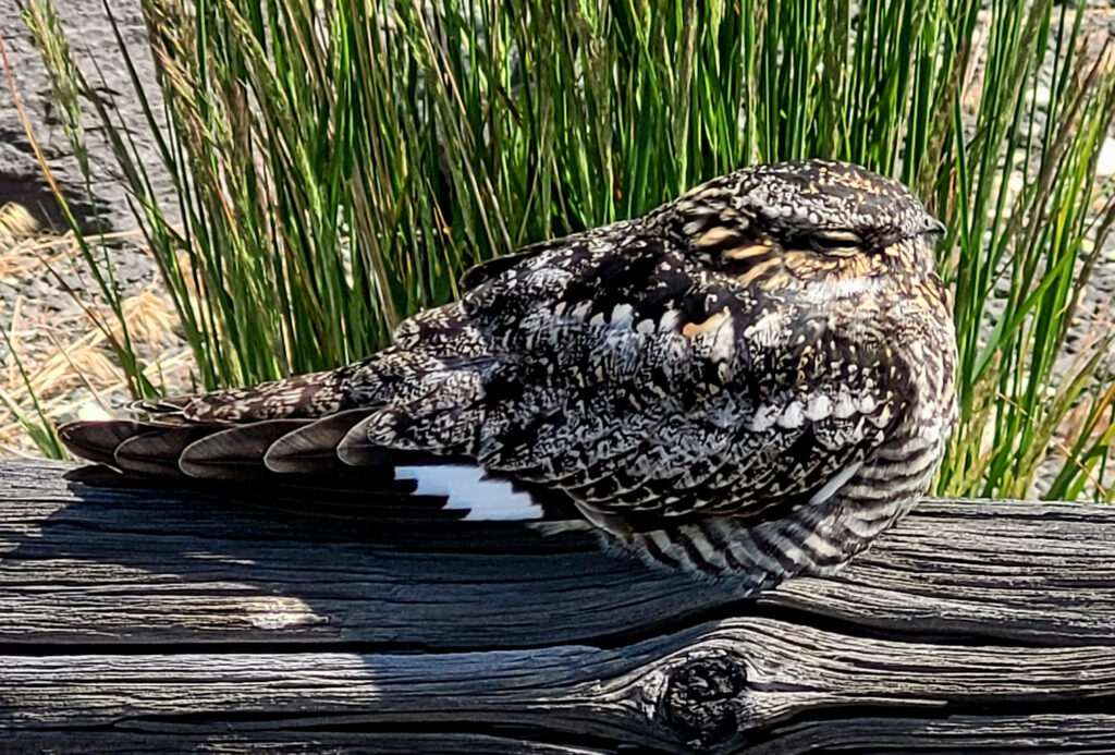 Common Nighthawk at Narrows RV Park, Oregon